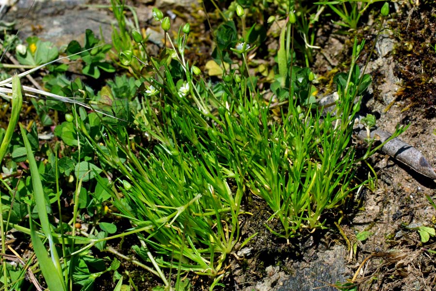 Caryophillacea da identificare - Sagina cfr. subulata